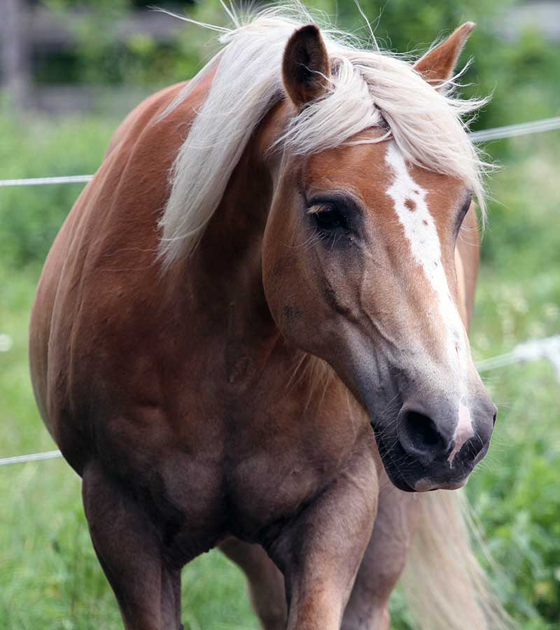 Sanctuary Horse - Albert