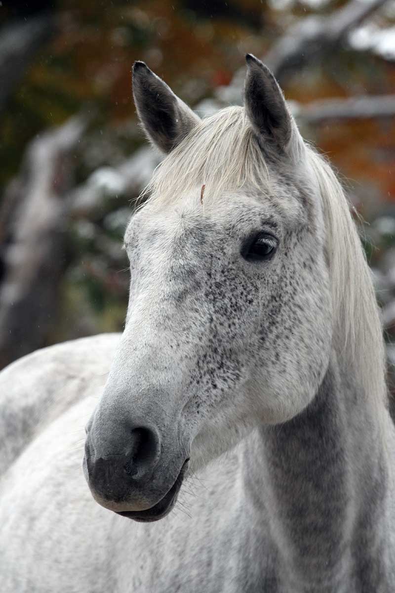 Sanctuary Horse - Tory