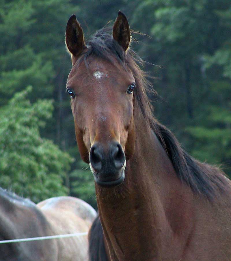 Sanctuary Horse - Breezer