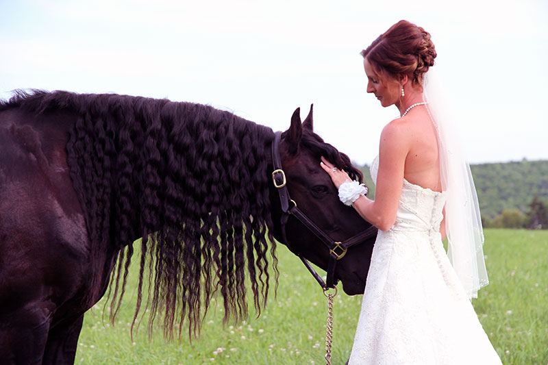 Pose with Horses for Your Wedding Photos