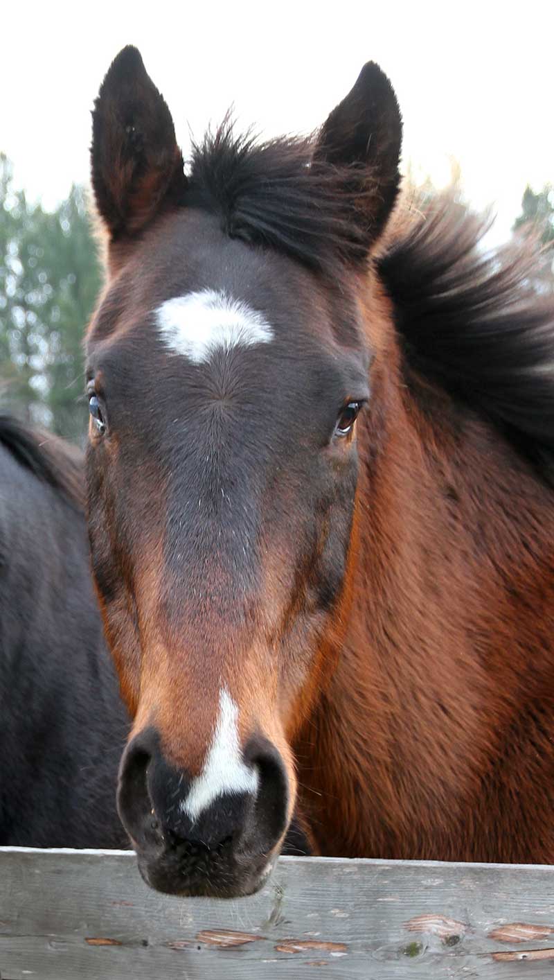 Sanctuary Horse - Hawk