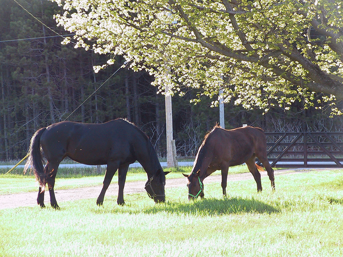 Horse Farm Vacation Rentals & Retreats