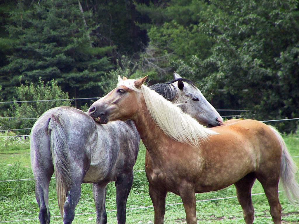 Horse Farm Vacation Rentals & Retreats