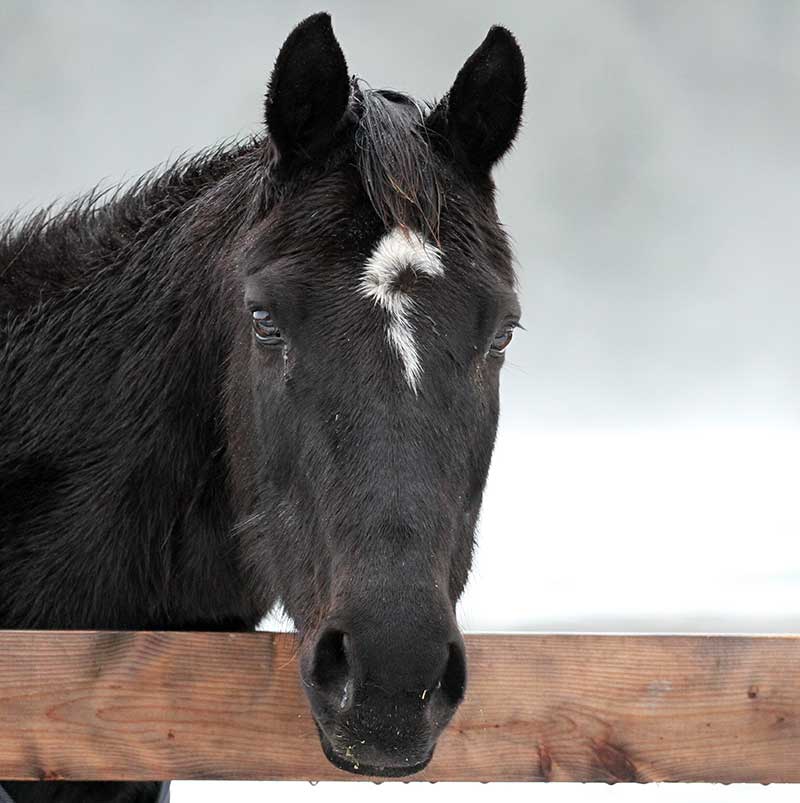 Sanctuary Horse - Lady