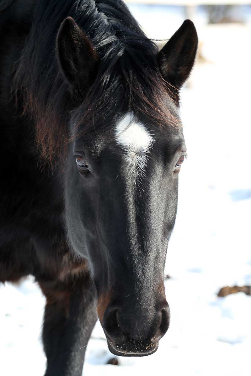 Sanctuary Horse - Murphy