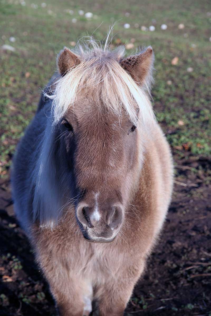 Sanctuary Horse - Nellie