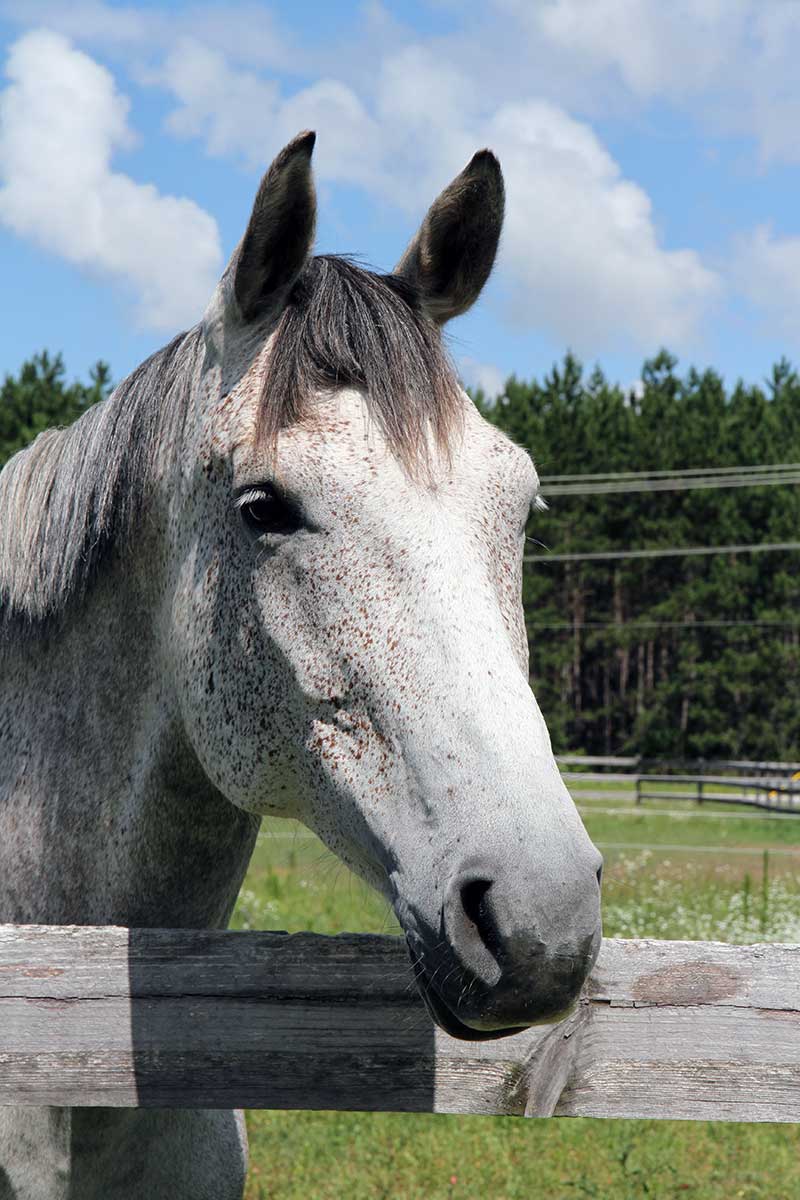 Sanctuary Horse - Joules