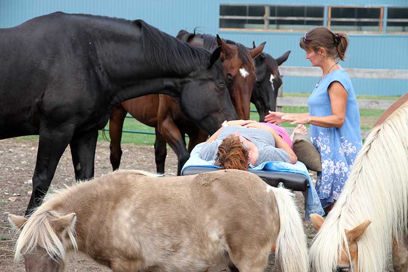 Energy Healing with Horses in Phelpston, Ontario
