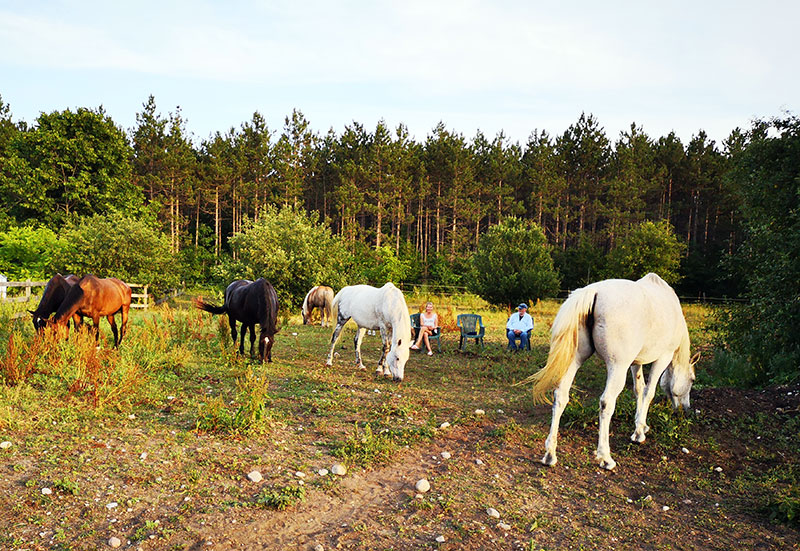 Herd of Medicine Horses during a Self-Discovery Workshop at Hawks Landing